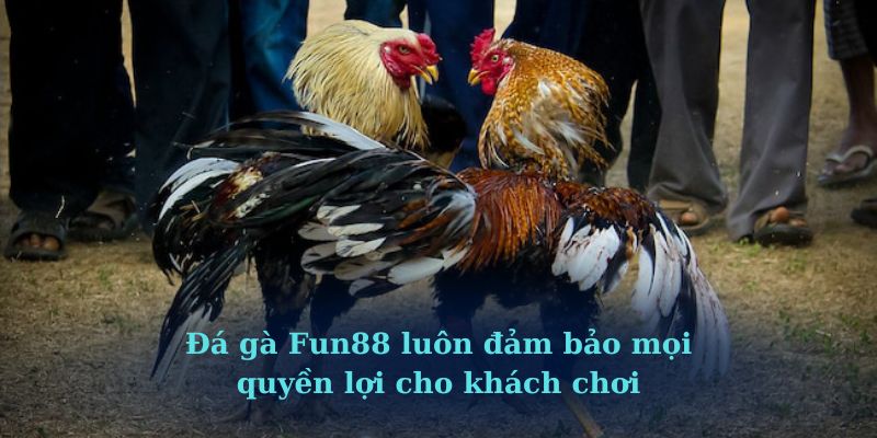 Đá gà Fun88 luôn đảm bảo mọi quyền lợi cho khách chơi