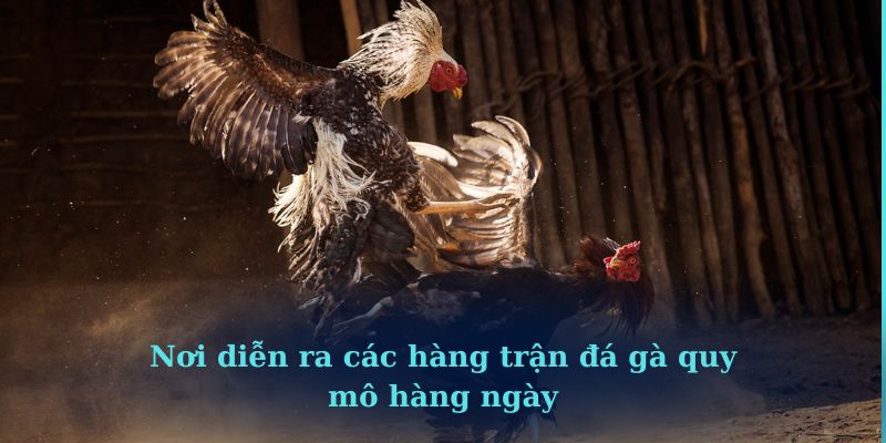 Nơi diễn ra các hàng trận đá gà quy mô hàng ngày